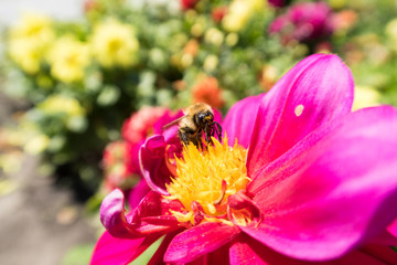  insects on colorful summer flowers