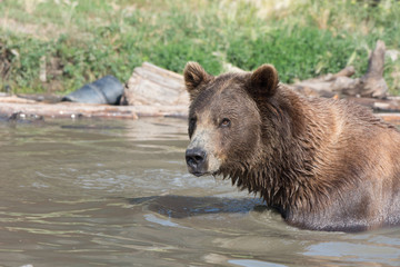 Fototapeta na wymiar Alaskan grizzly bear (brown bear) swimming and wet