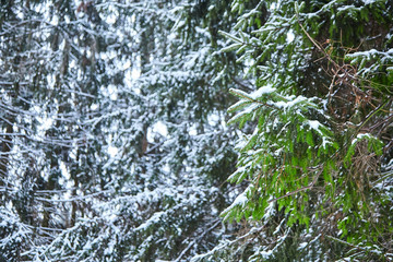 branches of spruce. view from below. winter forest