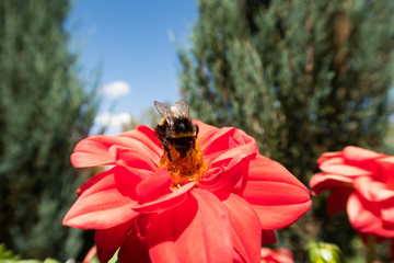 Insects on colorful summer flowers