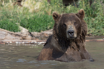 Alaskan grizzly bear (brown bear) swimming 