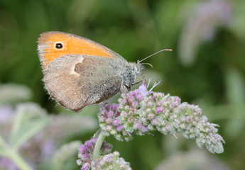 panfilo (Coenpnympha pamphilus); piccola farfalla su un fiore di menta