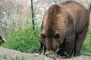 Alaskan grizzly bear (brown bear) standing looking down grass rocks 