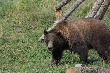 Alaskan grizzly bear (brown bear) standing walking