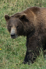 Alaskan grizzly bear (brown bear) walking closeup