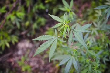 cbd production hemp cannabis free growing in the American wilderness Cannabidiol