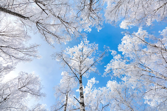 birch covered with hoarfrost