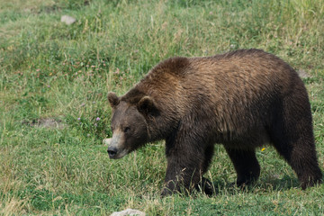Alaskan grizzly bear (brown bear) walking