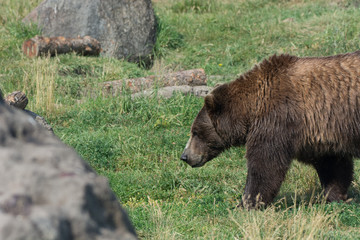 Alaskan grizzly bear (brown bear) walking