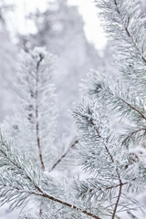 Pine. Branches of spruce. View from below. Winter forest
