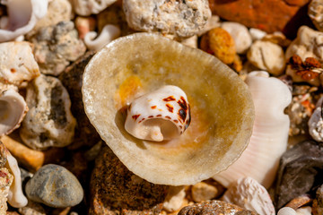 The Small Rest of the Shell in a Large Seashell and Pebbles and Corals from Egypt