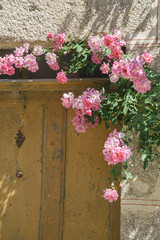 Fototapeta na wymiar Pink flowers on medieval wall in old european city