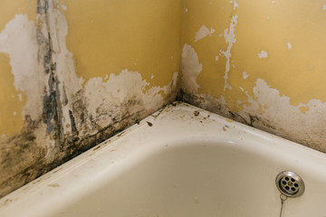 The old wall in the bathroom is covered with mold due to humidity in the room.