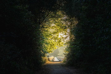 path through a dark forest with a light at the end of the forest