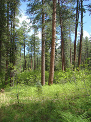 Trees and Bushes in See Canyon on the Mogollon Rim