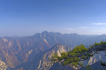 A mountain top with a tree banch to the side.