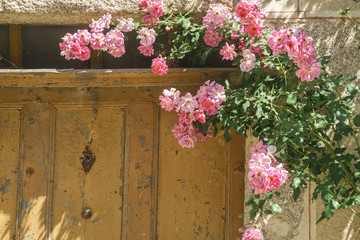 Fototapeta na wymiar Pink flowers on medieval wall in old european city