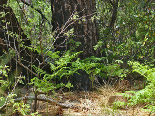 Trees and Grasses in See Canyon on the Mogollon Rim
