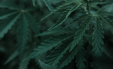  marijuana  background. bush cannabis.