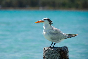 Seagull - Anse de Sainte Anne - Guadeloupe - Caribbean tropical island