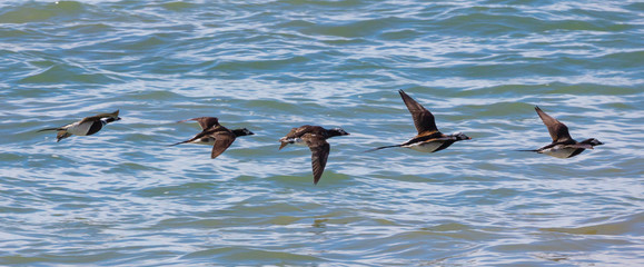 Flock of Long Tailed Ducks Flying