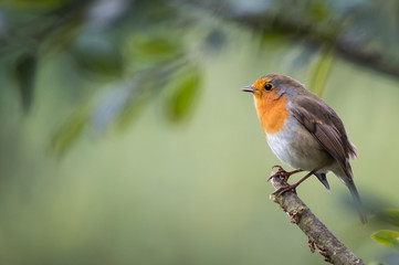 The cheeky little bird with space beside it for text
