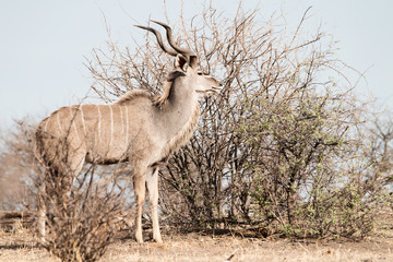 Naklejka na ściany i meble male Kudu antelope behind a bush