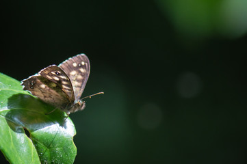 The Speckled Wood butterfly with space for text