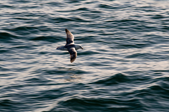 fulmar
