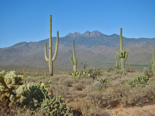 View of Four Peaks in Desert East of Beeline Highway
