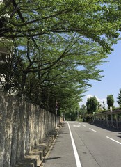 春の木々