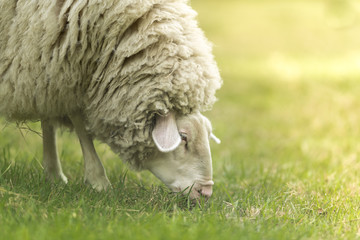 Farm animal - sheep on the grass