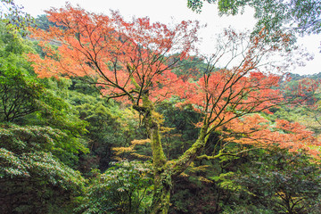 紅葉・モミジ