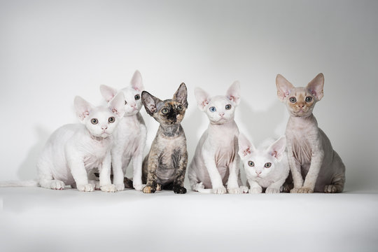 Litter of Devon Rex Kittens