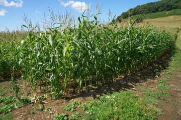 Obraz premium Green corn field in England