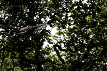 Flying golden eagle (Aquila chrysaetos) in United Kingdom