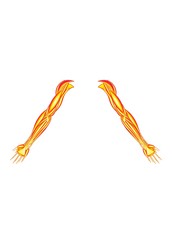 3d illustration of human arms muscles