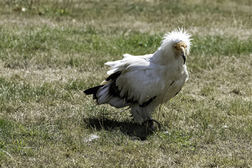 Egyptian vulture (Neophron percnopterus), also called the white scavenger vulture or pharaoh's chicken