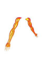3d illustration of human arms muscles