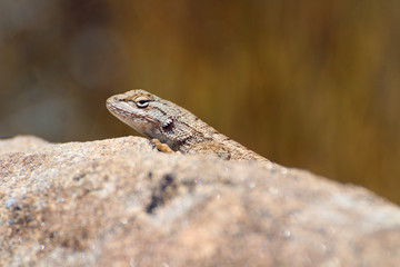 Lizard