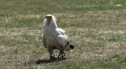 Egyptian vulture (Neophron percnopterus), also called the white scavenger vulture or pharaoh's chicken