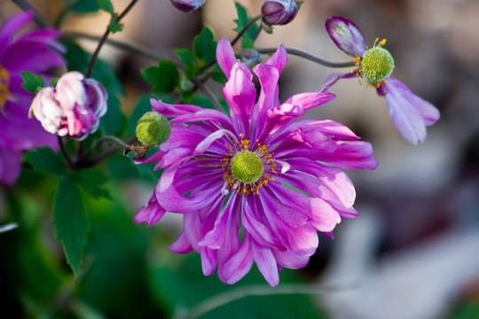Windflower 'Pamina' anemone with purple petals, yellow pistils, and orange stamen, in Haslett, Michigan, USA