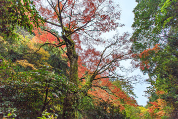 Fototapeta premium 紅葉・モミジ7