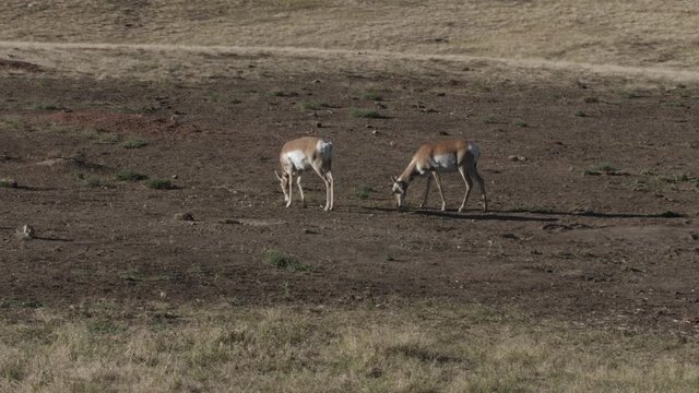 Two wild antelope feeding together on grass.