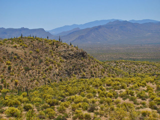 The Desert in Yellow at Roosevelt Lake in Arizona
