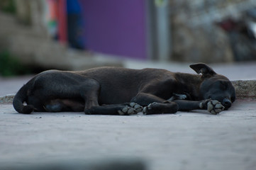 Perro durmiendo en la calle 