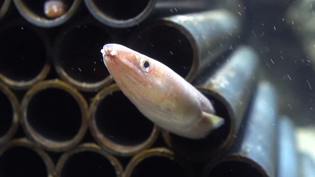 アナゴ