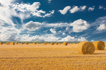 Field after harvest, Big round bales of straw	