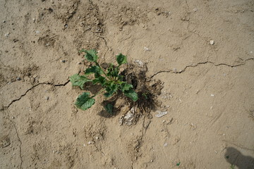 Die extreme Hitze in Deutschland führt in der Landwirtschaft zu enormen Einbußen in der Ernte von Getreide und Mais
