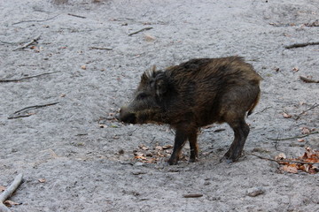 Wildschwein,Frischling
